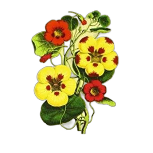 flower, crown, jewelry, staff transparent PNG cut-out