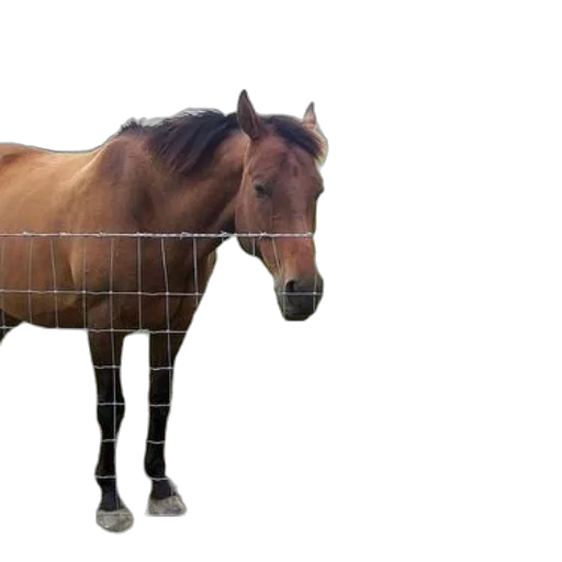 animal, creature, shoes, hair transparent PNG cut-out