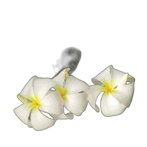 flower, jewelry, crown, weapon transparent PNG cut-out