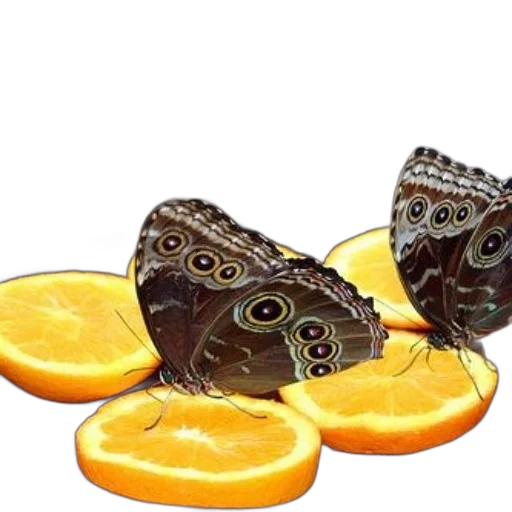 food, animal, jewelry, crown transparent PNG cut-out