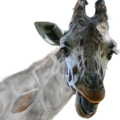 animal, creature, face, staff transparent PNG cut-out