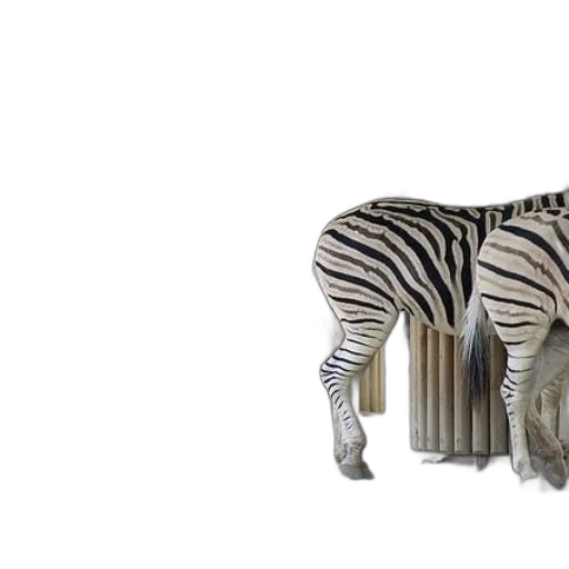 animal, creature, furniture, bottle transparent PNG cut-out