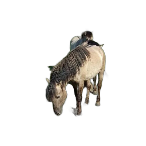 animal, creature, hat, hair transparent PNG cut-out