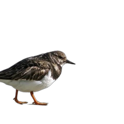 animal, creature, shoes, hair transparent PNG cut-out