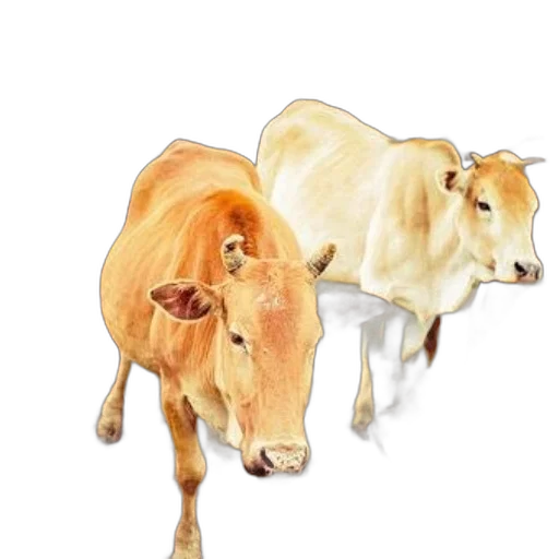 animal, food, concept art, photorealistic transparent PNG cut-out