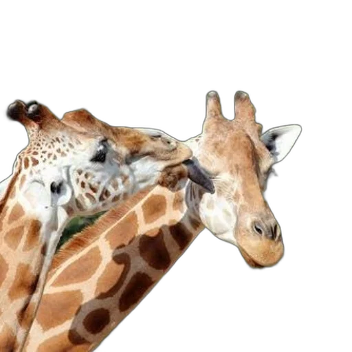 animal, creature, photorealistic, concept art transparent PNG cut-out