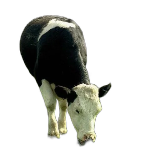 animal, creature, face, food transparent PNG cut-out