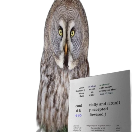 animal, 3d render, owl, sign transparent PNG cut-out