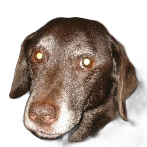 face, animal, staff, creature transparent PNG cut-out