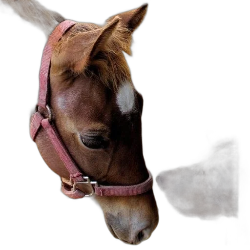 animal, staff, hat, jewelry transparent PNG cut-out