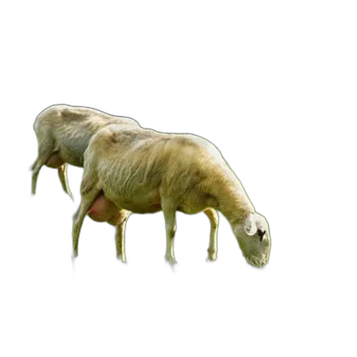 animal, creature, food, furniture transparent PNG cut-out