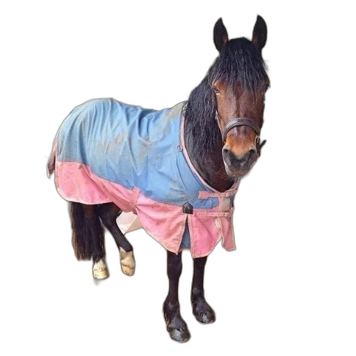 dress, jacket, animal, staff transparent PNG cut-out