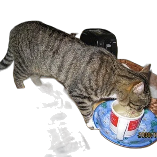 staff, food, outer space, cat transparent PNG cut-out