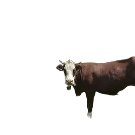 animal, creature, food, crown transparent PNG cut-out