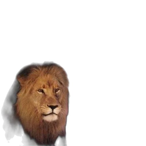 animal, crown, creature, hair transparent PNG cut-out