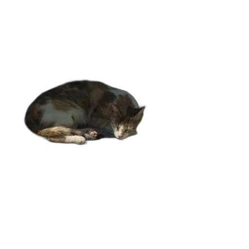 animal, creature, staff, hat transparent PNG cut-out
