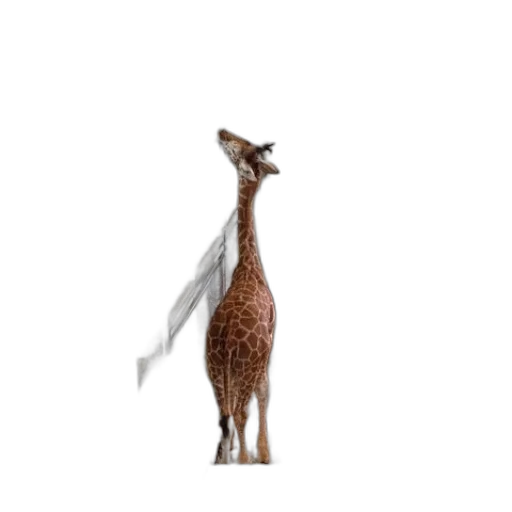 animal, creature, staff, dragon transparent PNG cut-out