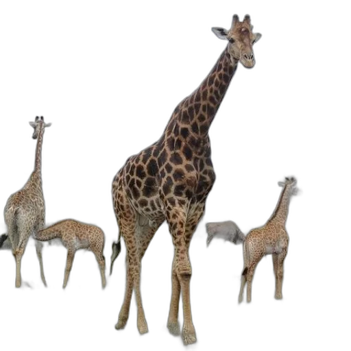 animal, creature, staff, 3d render transparent PNG cut-out