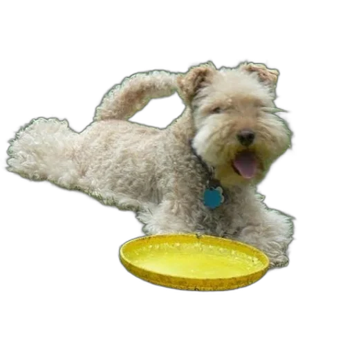 food, animal, staff, jewelry transparent PNG cut-out