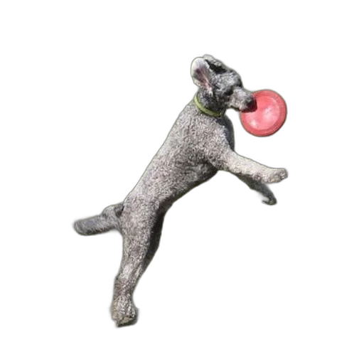 staff, animal, creature, photorealistic transparent PNG cut-out