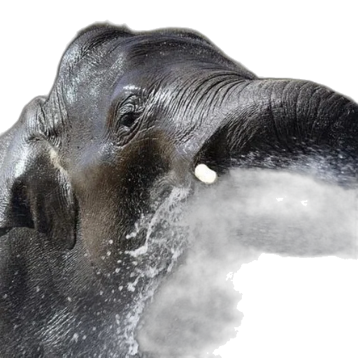 animal, hair, mask, creature transparent PNG cut-out