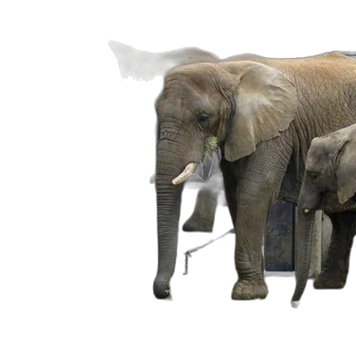animal, weapon, creature, staff transparent PNG cut-out