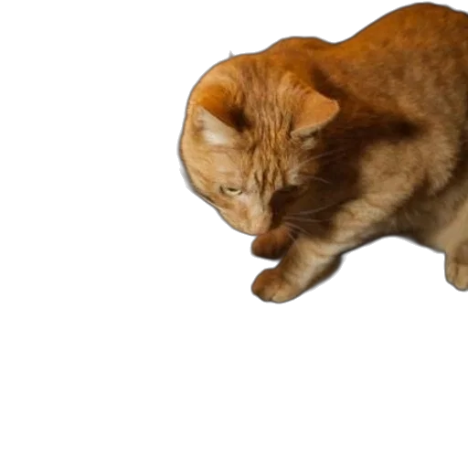 animal, creature, hat, staff transparent PNG cut-out