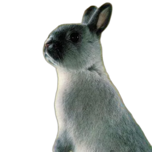 animal, creature, face, staff transparent PNG cut-out