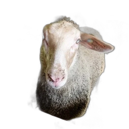 animal, creature, face, hair transparent PNG cut-out
