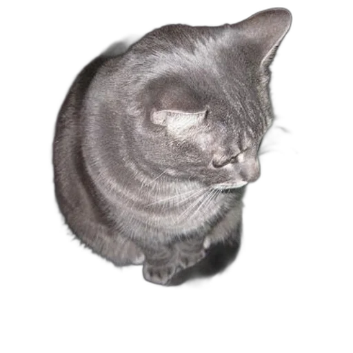 animal, staff, creature, face transparent PNG cut-out