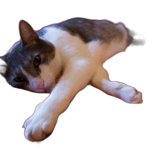 animal, creature, shoes, staff transparent PNG cut-out