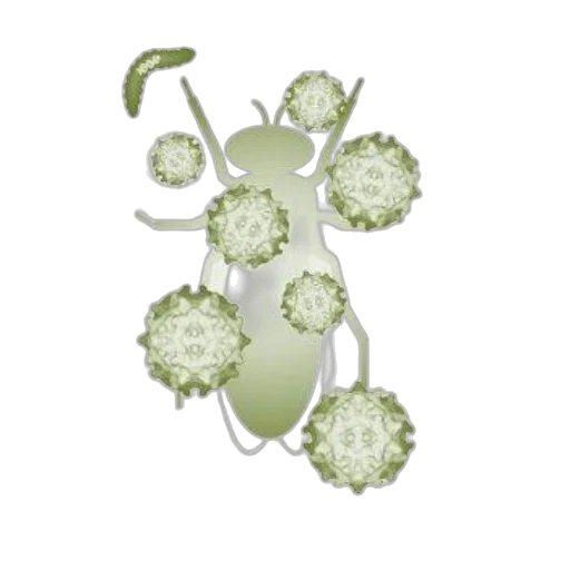 jewelry, crown, flower, umbrella transparent PNG cut-out