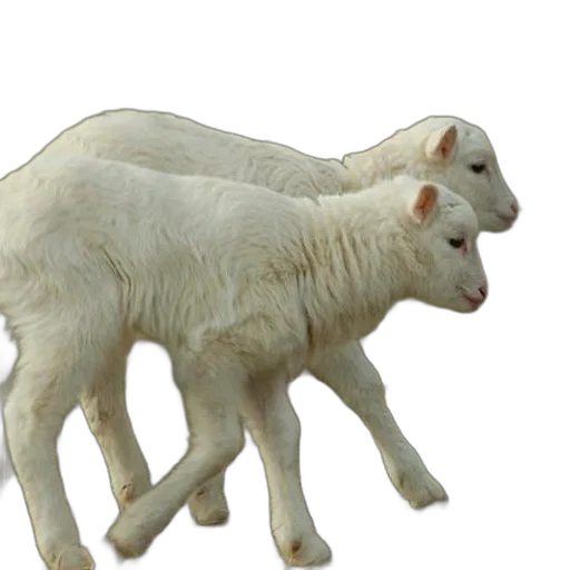 animal, creature, weapon, food transparent PNG cut-out