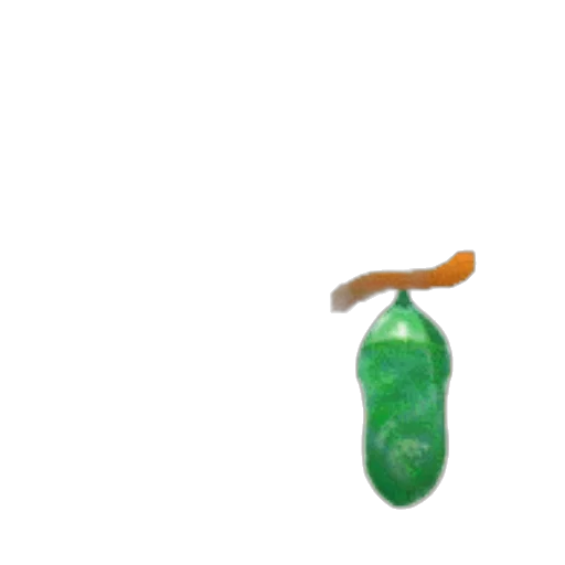 food, bottle, weapon, jewelry transparent PNG cut-out