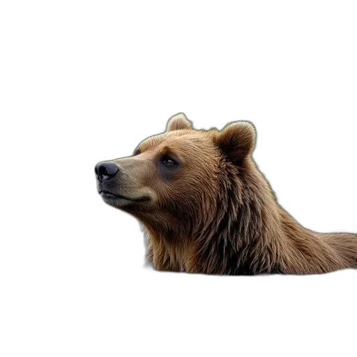 animal, creature, staff, hair transparent PNG cut-out