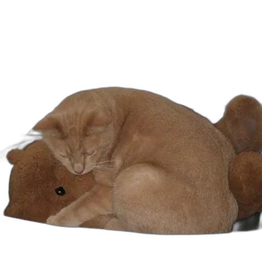 animal, creature, hat, furniture transparent PNG cut-out
