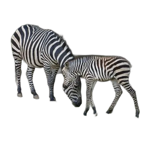 animal, creature, jewelry, furniture transparent PNG cut-out