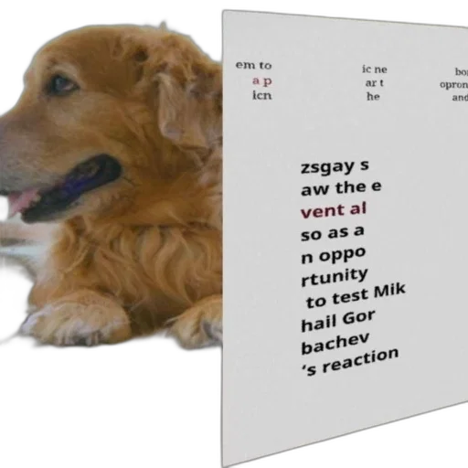 animal, golden, retriever, sits transparent PNG cut-out