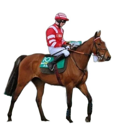 animal, staff, jacket, jockey transparent PNG cut-out