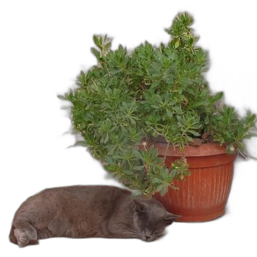 animal, creature, tree, hat transparent PNG cut-out