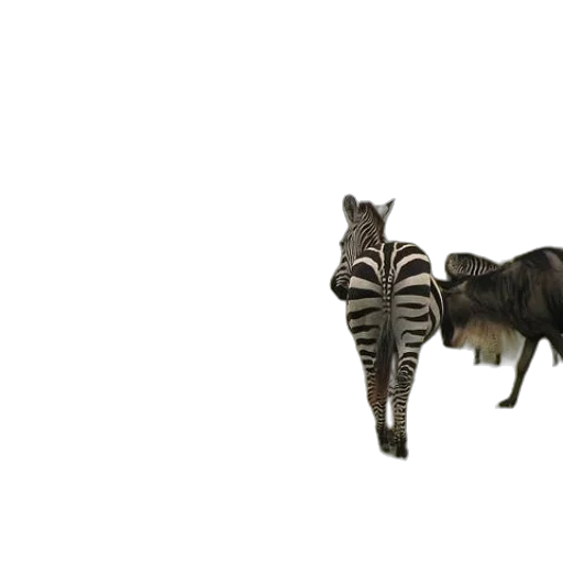 animal, creature, staff, jewelry transparent PNG cut-out