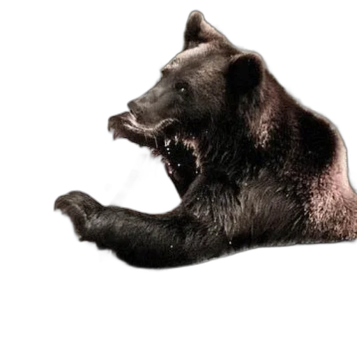 animal, creature, concept art, photorealistic transparent PNG cut-out