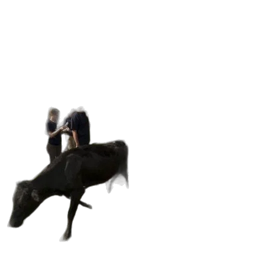 animal, creature, dragon, hair transparent PNG cut-out