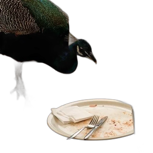 food, animal, creature, jewelry transparent PNG cut-out