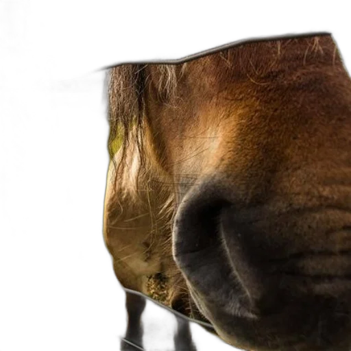 animal, face, mask, hat transparent PNG cut-out