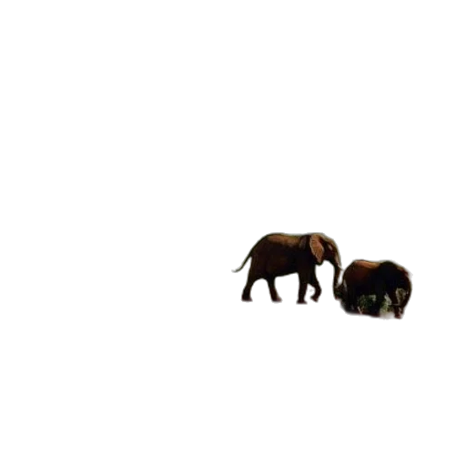 animal, creature, hair, furniture transparent PNG cut-out
