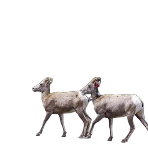 animal, hat, crown, staff transparent PNG cut-out