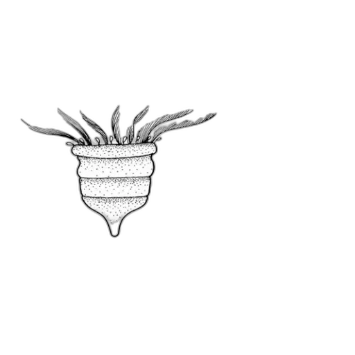 crown, flower, hair, jewelry transparent PNG cut-out