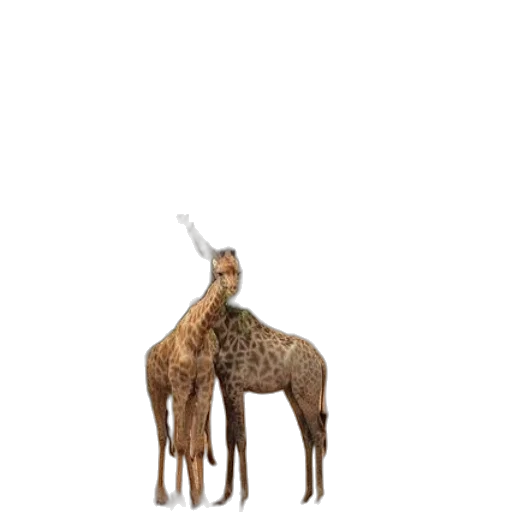 animal, creature, hat, staff transparent PNG cut-out
