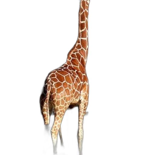 animal, creature, staff, hat transparent PNG cut-out